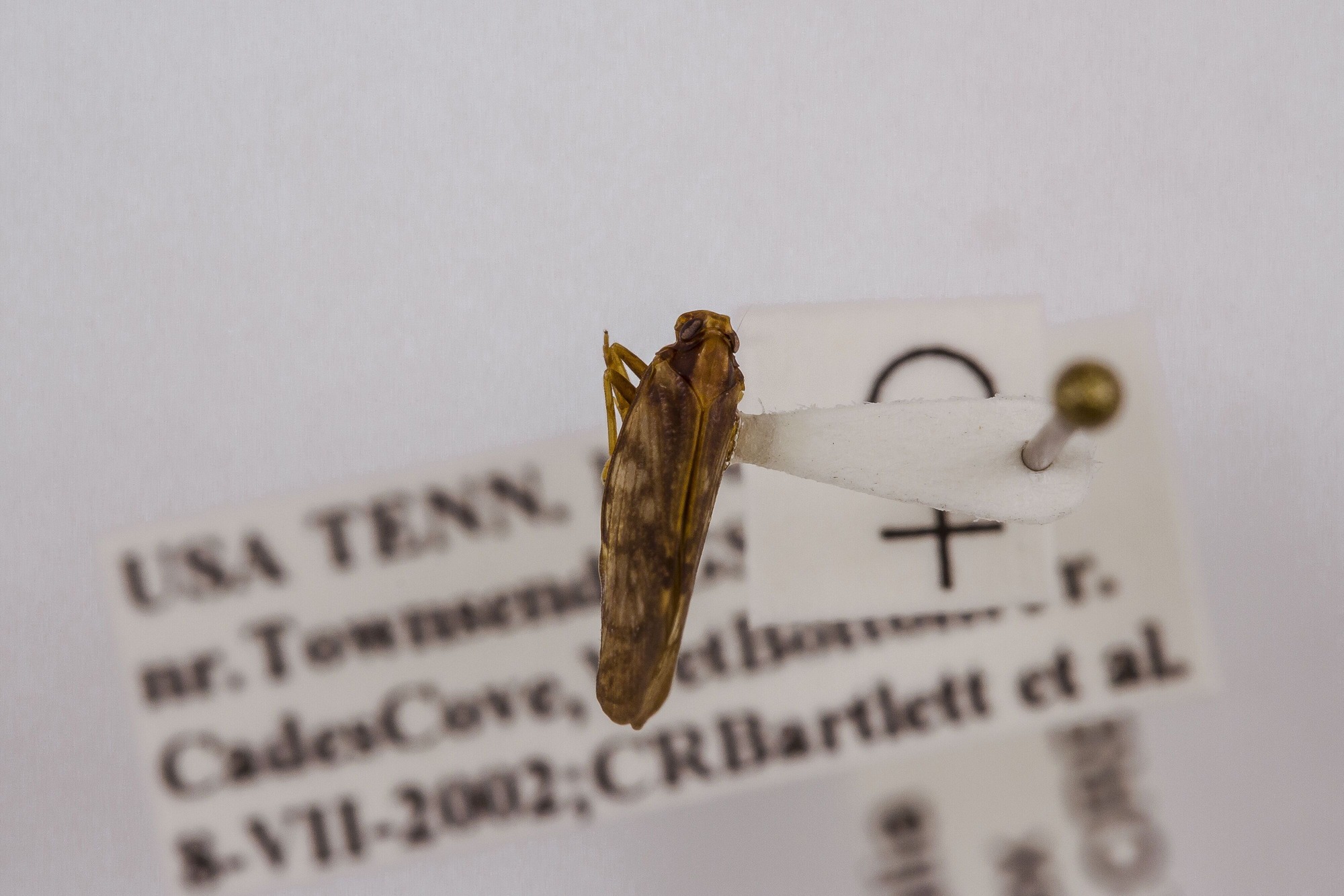 Image of Pintalia vibex, a species of Animalia