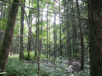 GRSM Accuracy Assessment. Plot Code: GRSM_AA_0652_6