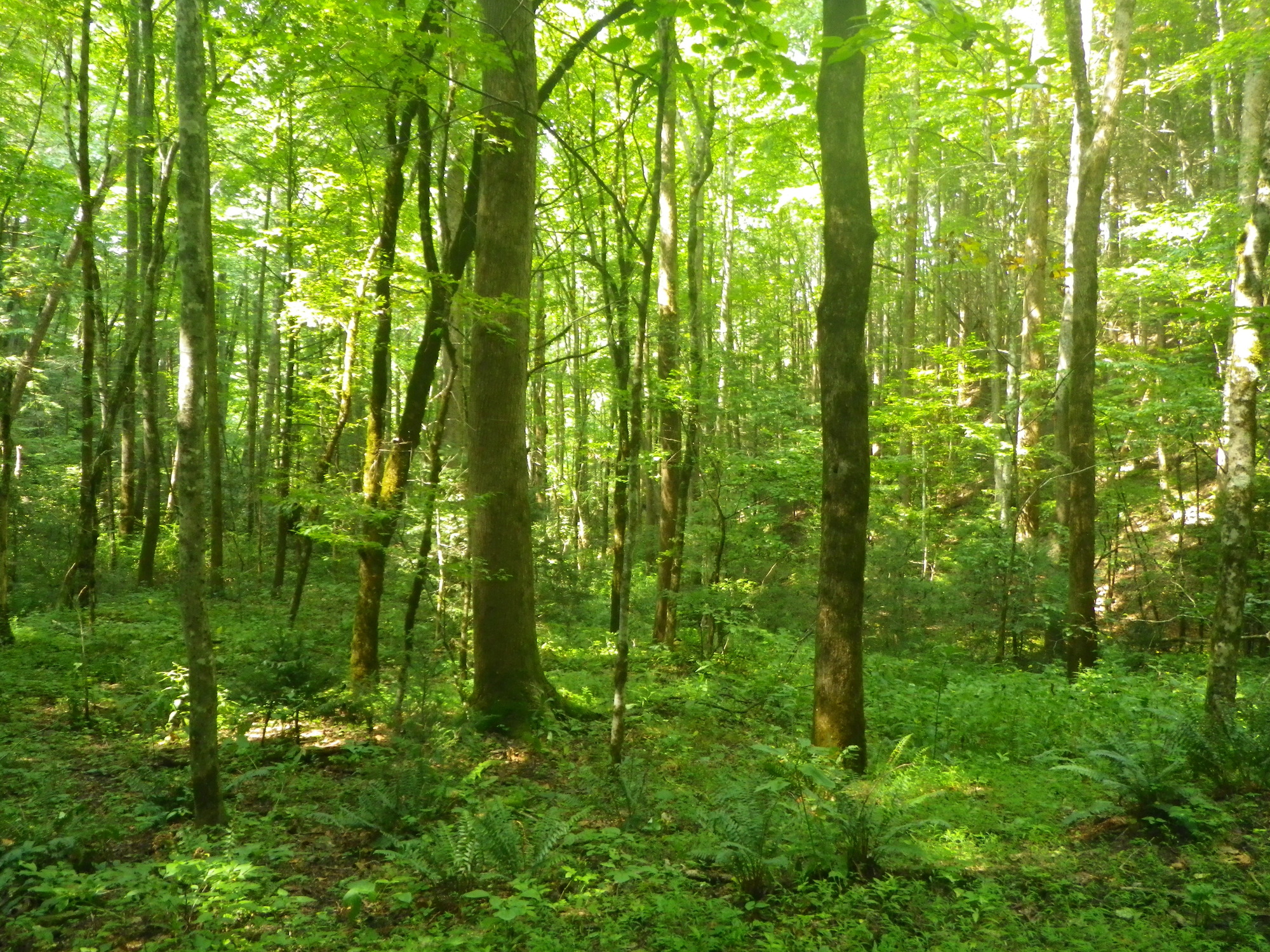 GRSM Accuracy Assessment. Plot Code: GRSM_AA_0570_2