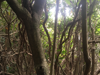 GRSM Accuracy Assessment. Plot Code: GRSM_AA_0406_4