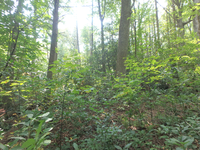 GRSM Accuracy Assessment. Plot Code: GRSM_AA_0282_4