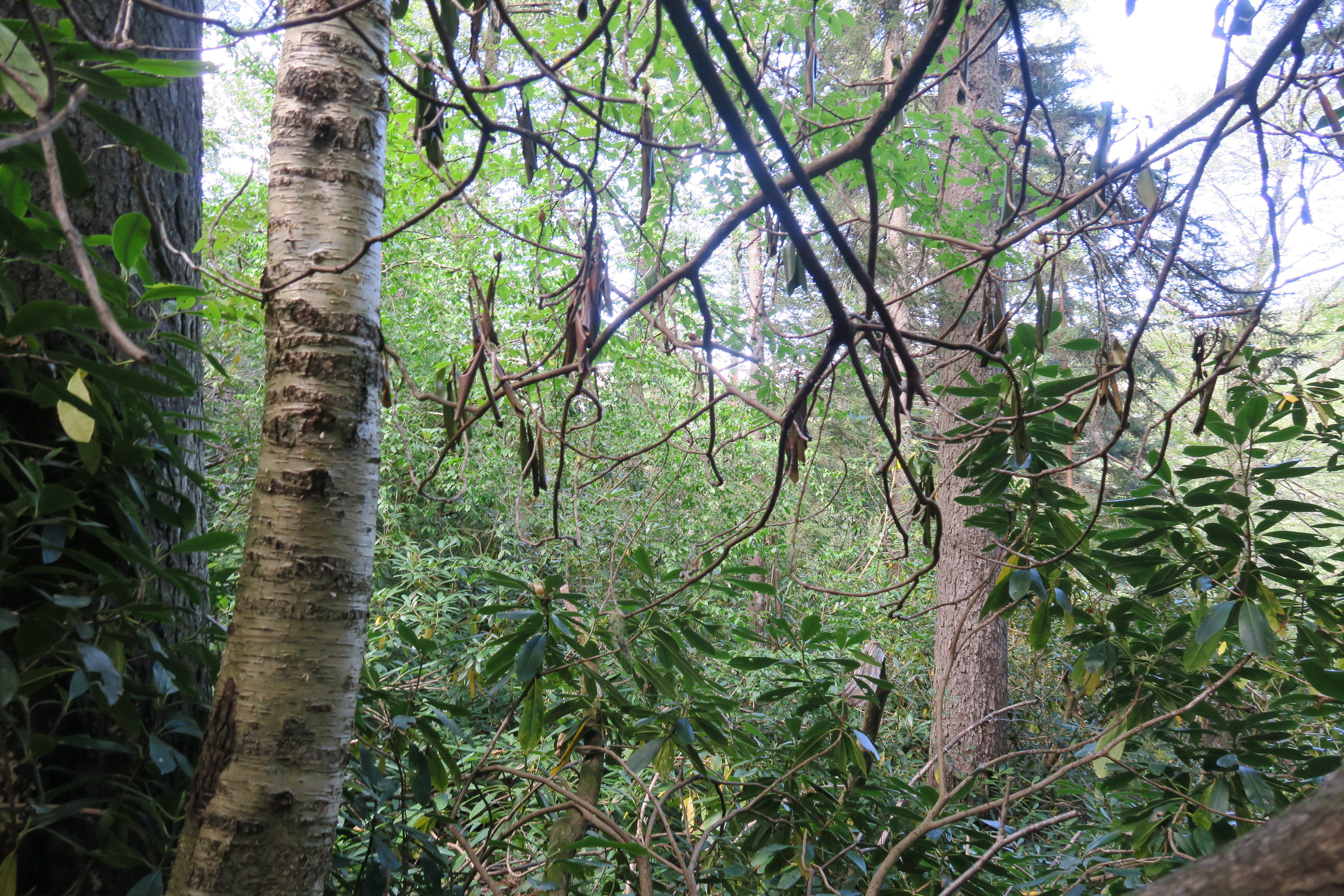 GRSM Accuracy Assessment. Plot Code: GRSM_AA_0867_2