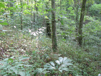 GRSM Accuracy Assessment. Plot Code: GRSM_AA_0581_3