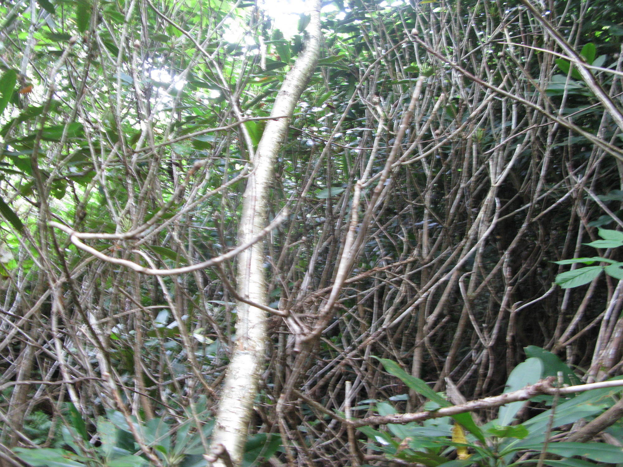 GRSM Accuracy Assessment. Plot Code: GRSM_AA_0722_3