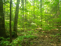 GRSM Accuracy Assessment. Plot Code: GRSM_AA_0421_4