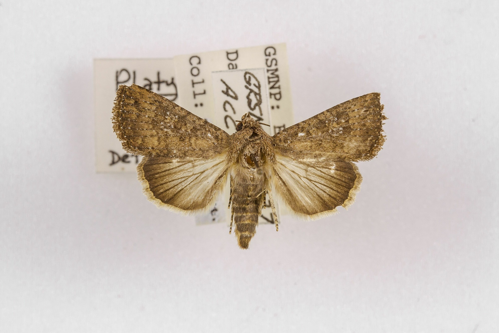 Image of Platysenta sutor, a species of Animalia