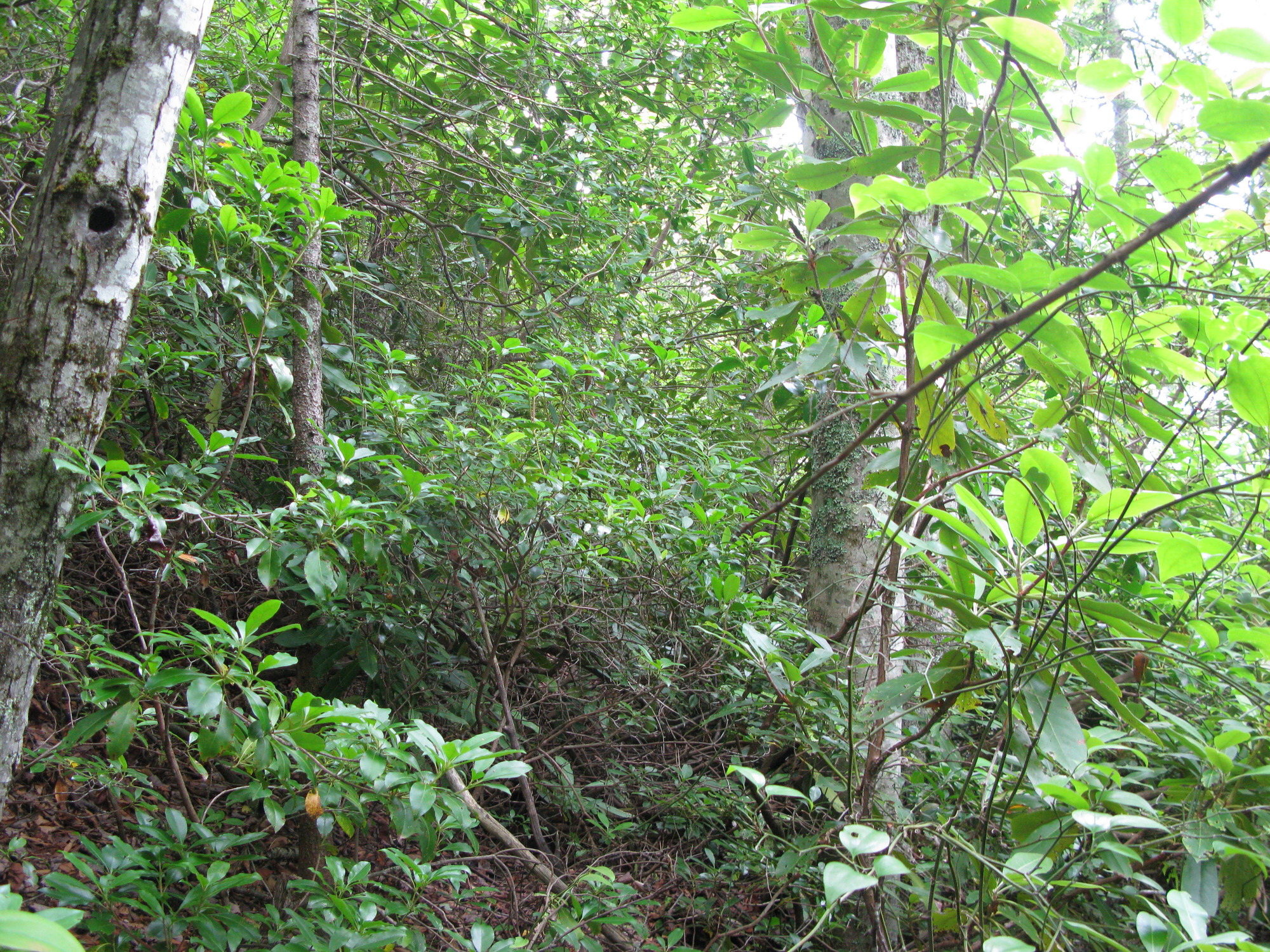 GRSM Accuracy Assessment. Plot Code: GRSM_AA_0125_3