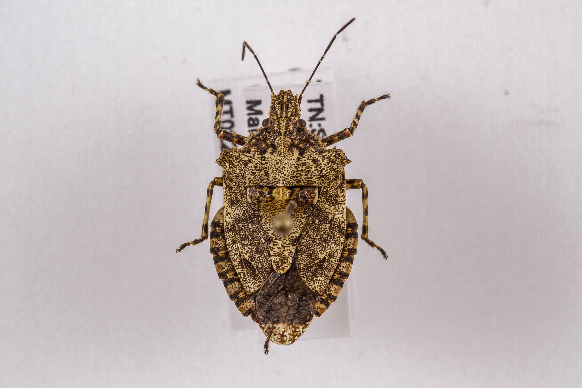 Image of Brochymena arborea, a species of Animalia