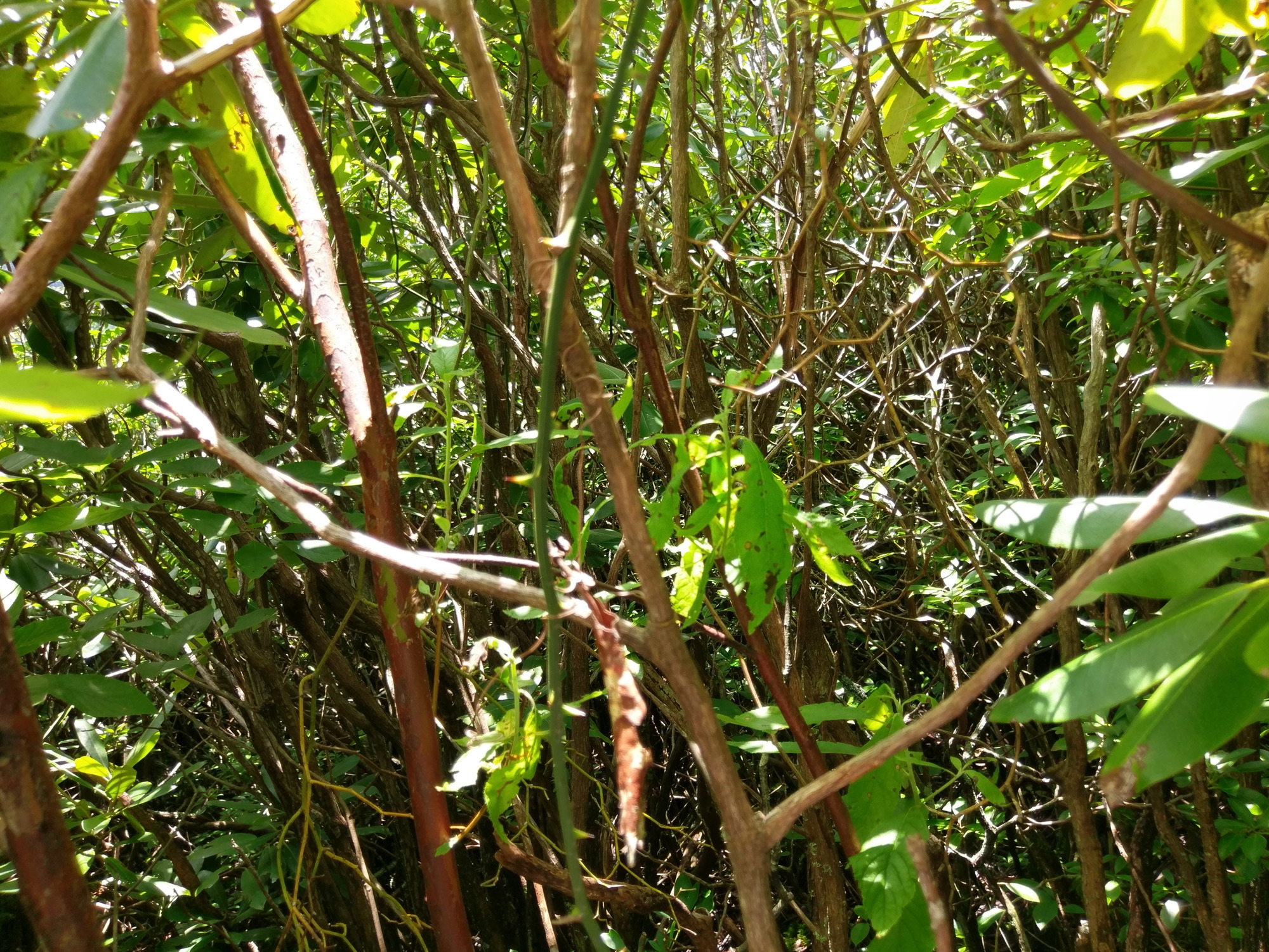 Plot Code: GRSM_AA_0404_4