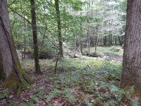 GRSM Accuracy Assessment. Plot Code: GRSM_AA_0393_5