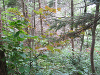 GRSM Accuracy Assessment. Plot Code: GRSM_AA_0281_5