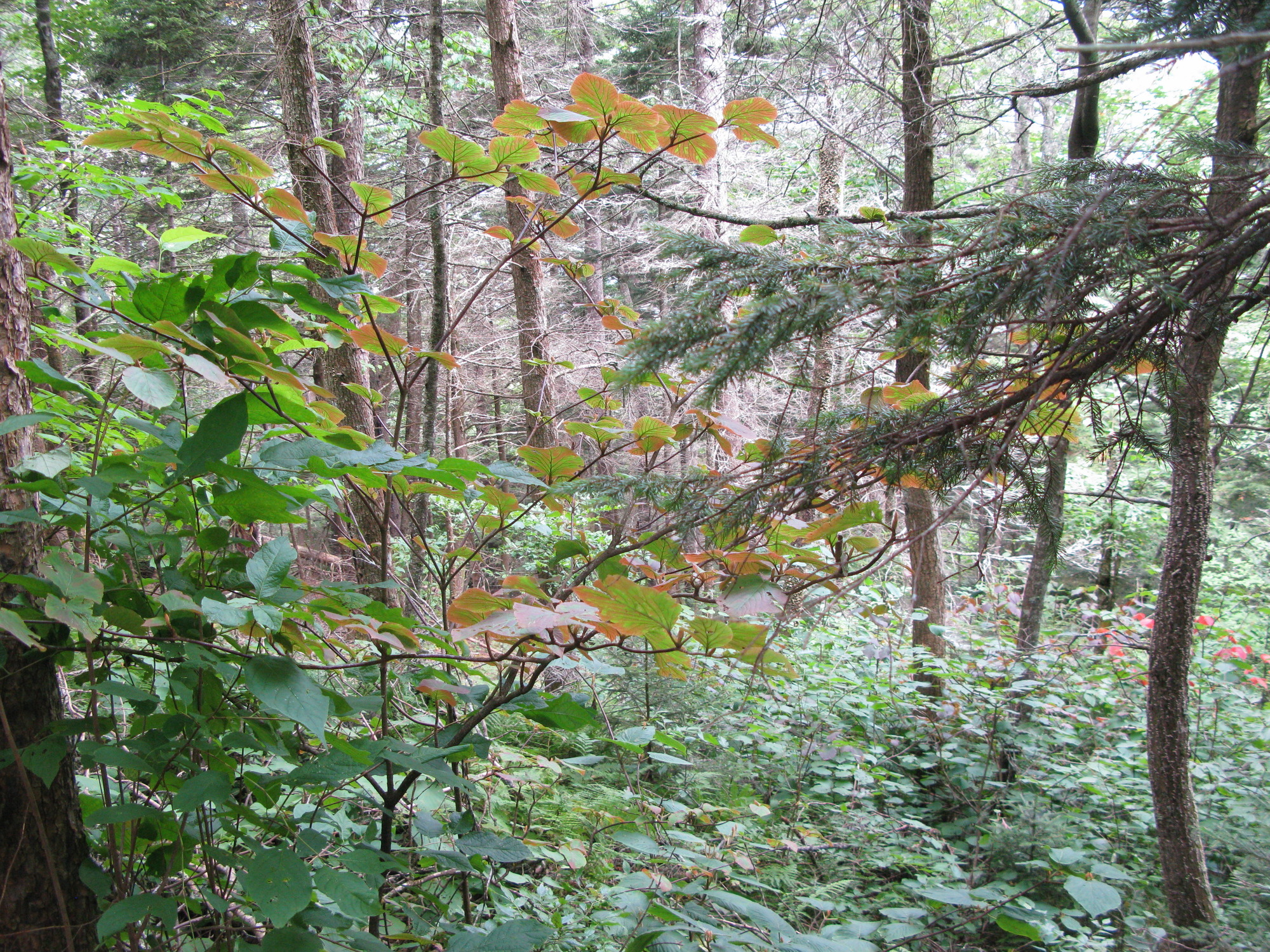 GRSM Accuracy Assessment. Plot Code: GRSM_AA_0281_5