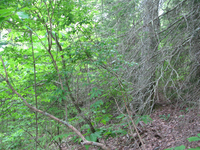 GRSM Accuracy Assessment. Plot Code: GRSM_AA_0816_4