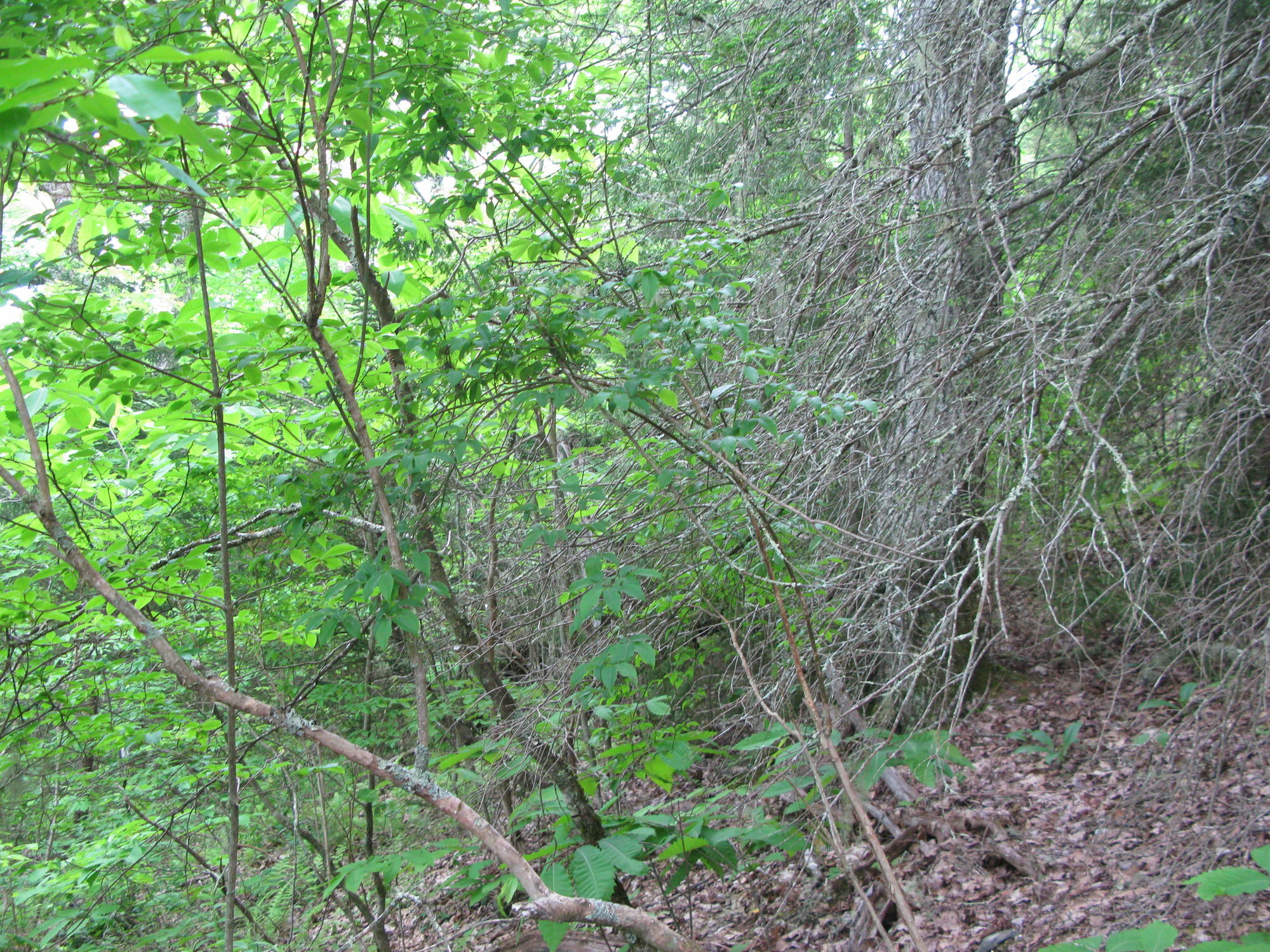 GRSM Accuracy Assessment. Plot Code: GRSM_AA_0816_4