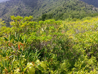 Plot Code: GRSM_AA_0389_4