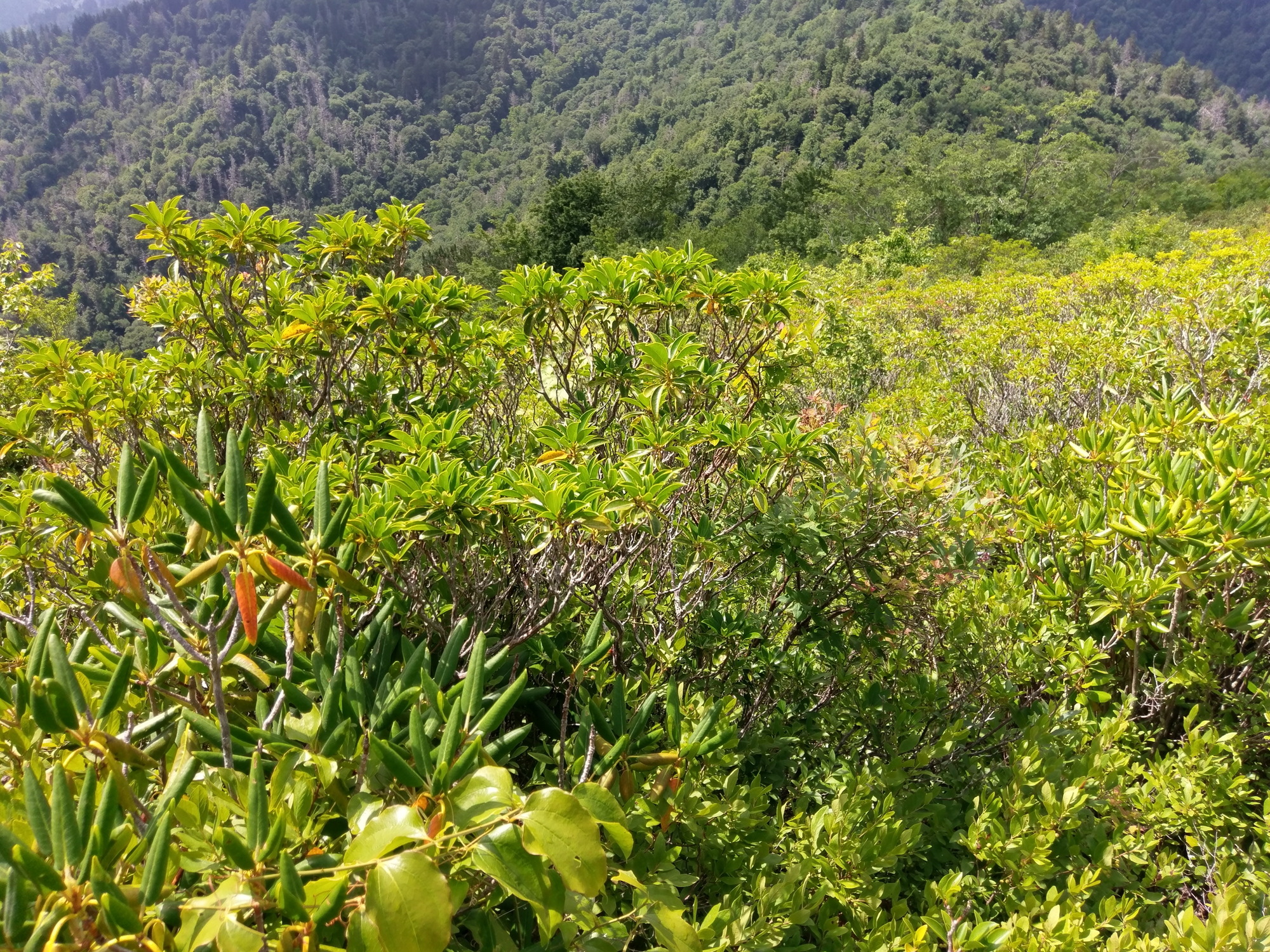 Plot Code: GRSM_AA_0389_4