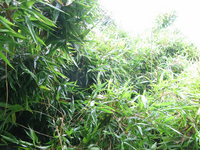 GRSM Accuracy Assessment. Plot Code: GRSM_AA_0636_4