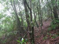 GRSM Accuracy Assessment. Plot Code: GRSM_AA_0041_5