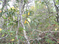 GRSM Accuracy Assessment. Plot Code: GRSM_AA_0189_3