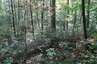 GRSM Accuracy Assessment. Plot Code: GRSM_AA_0825_3