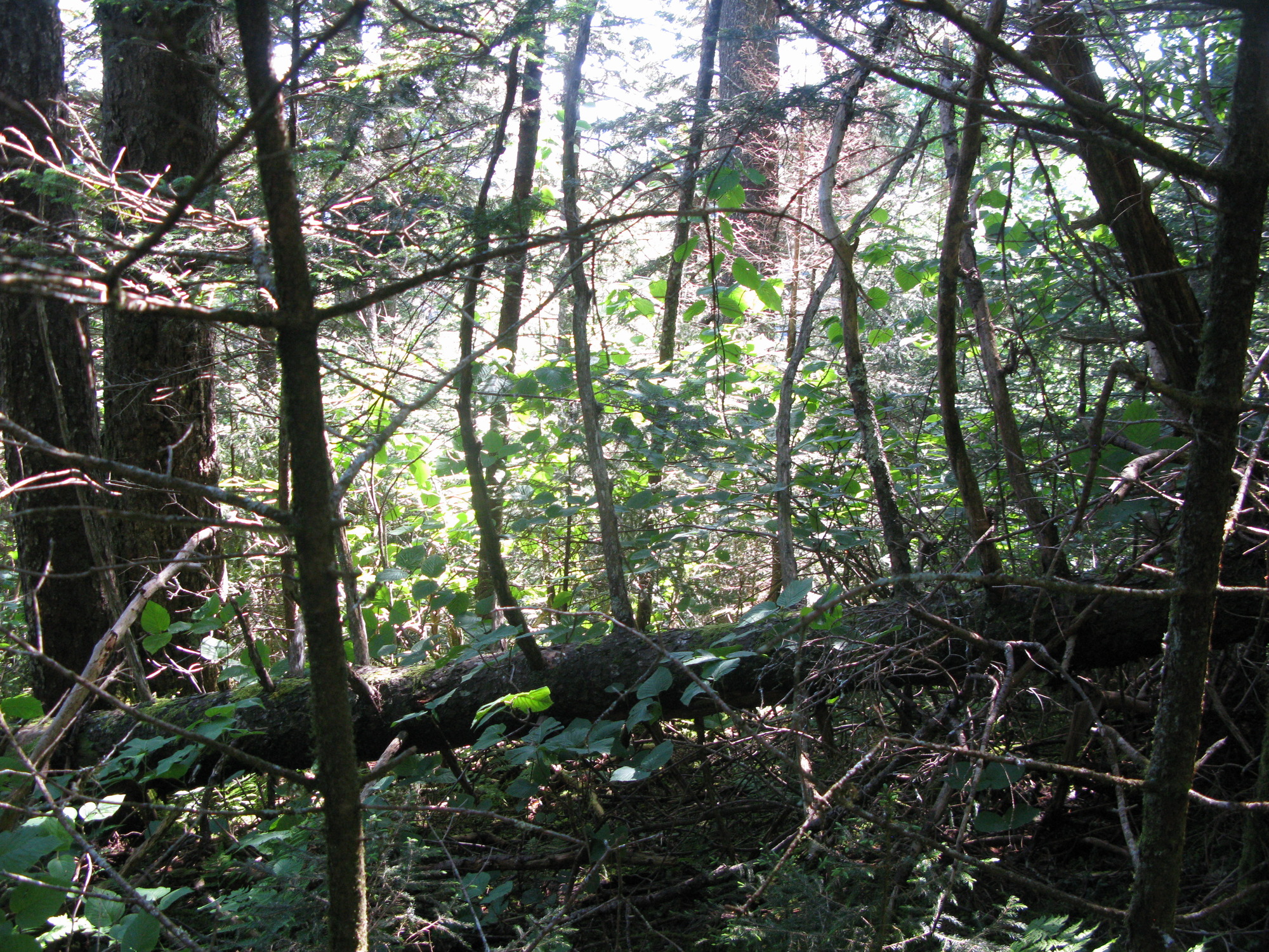 GRSM Accuracy Assessment. Plot Code: GRSM_AA_0899_6