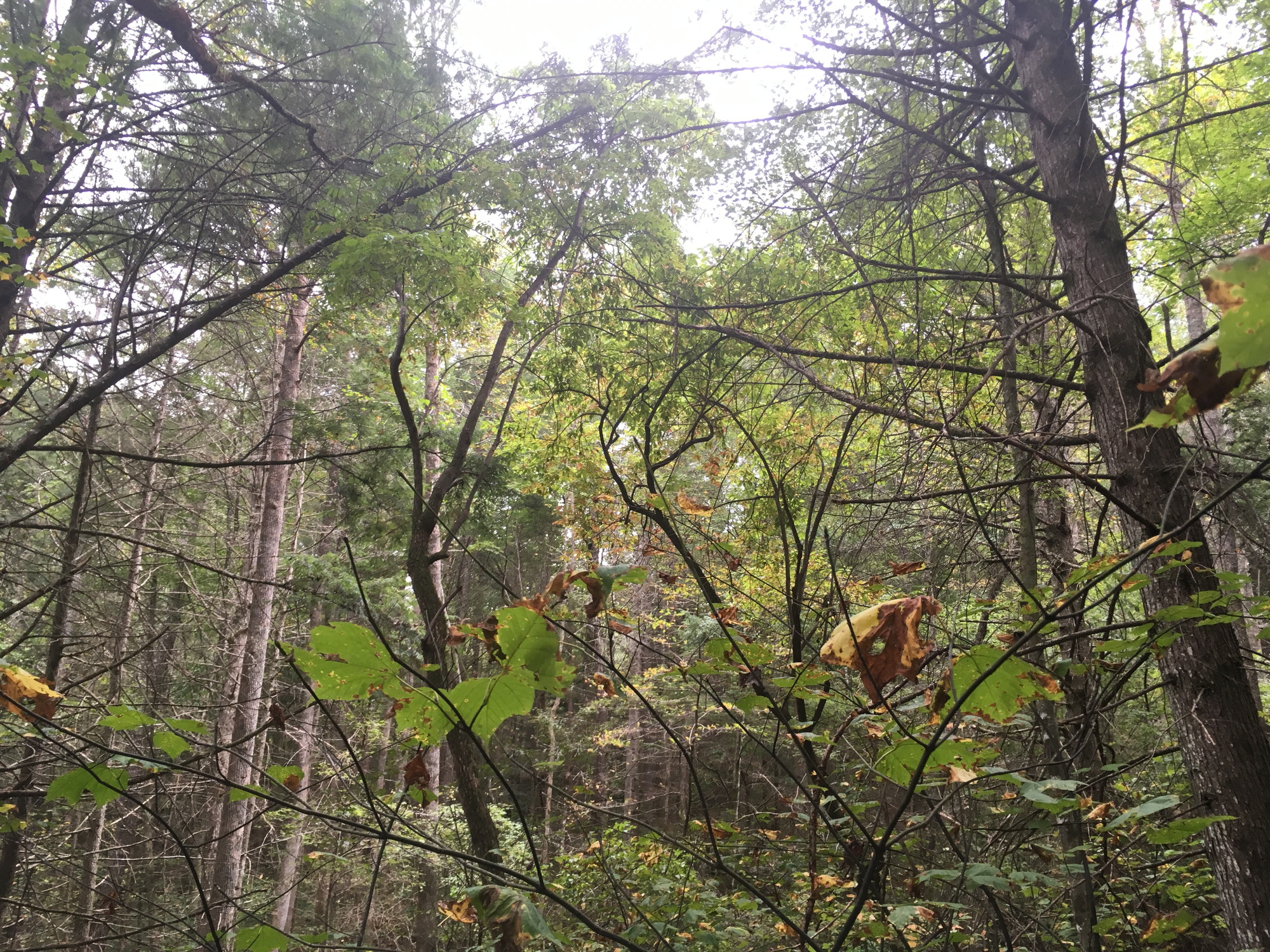 GRSM Accuracy Assessment. Plot Code: GRSM_AA_0641_6