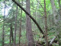 GRSM Accuracy Assessment. Plot Code: GRSM_AA_0107_4