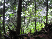 GRSM Accuracy Assessment. Plot Code: GRSM_AA_0029_4