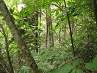 Plot Code: GRSM_AA_0453_4