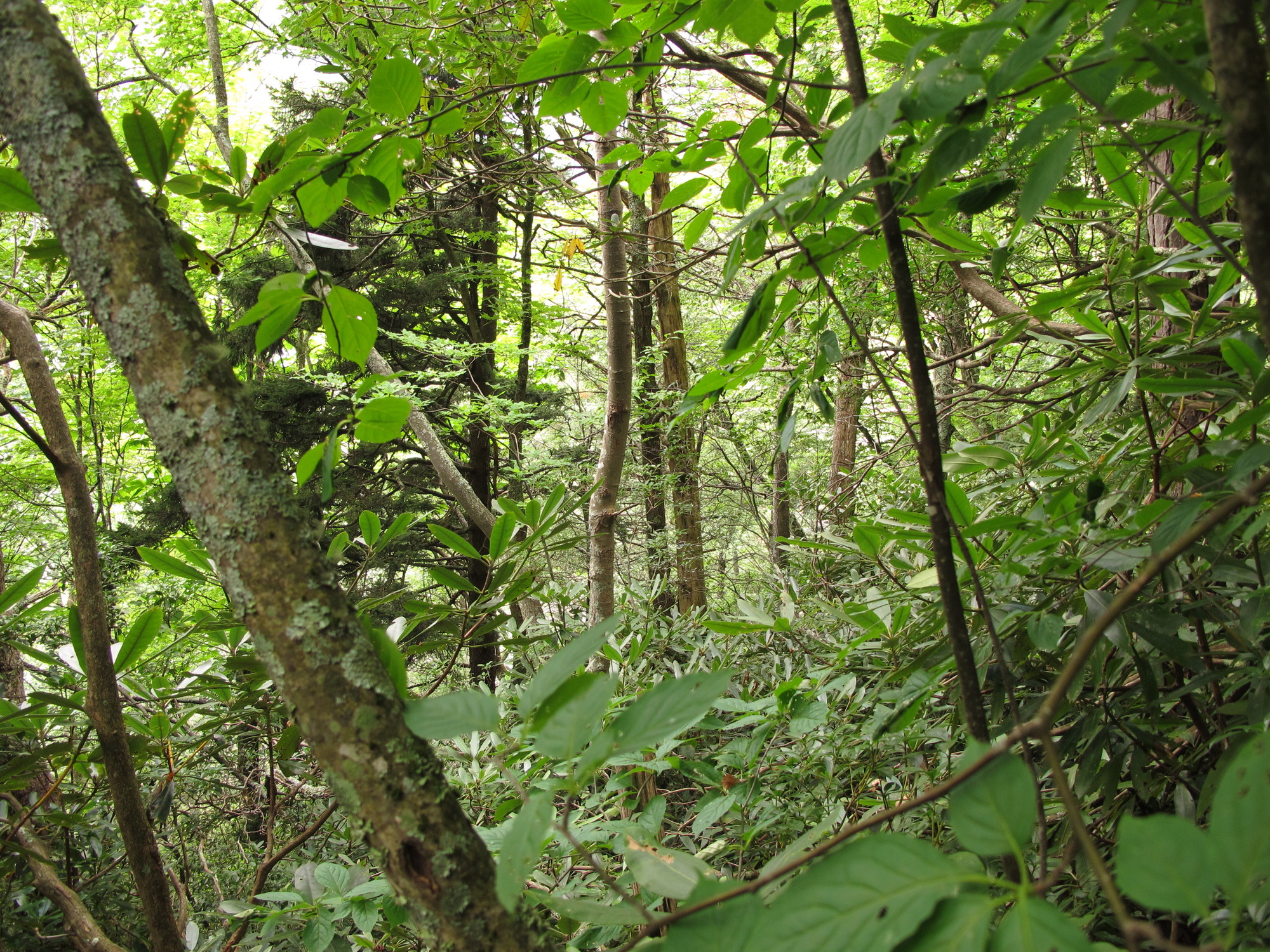 Plot Code: GRSM_AA_0453_4