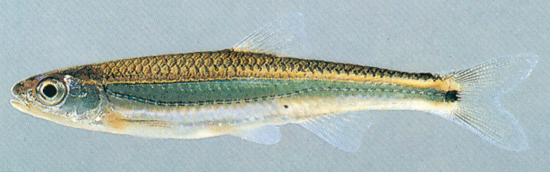 Image of Notropis leuciodus, a species of Fish