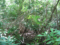 GRSM Accuracy Assessment. Plot Code: GRSM_AA_0646_3