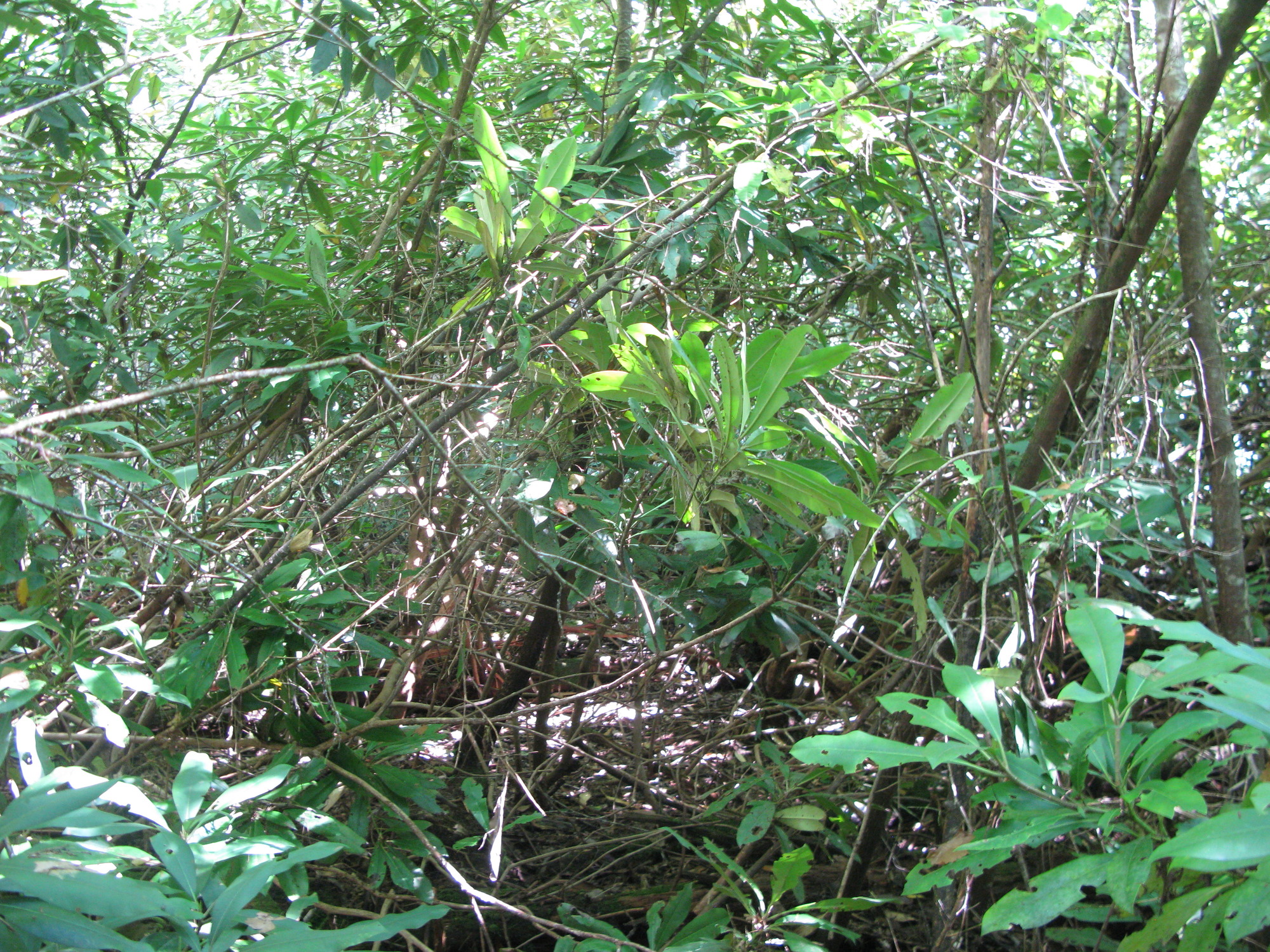 GRSM Accuracy Assessment. Plot Code: GRSM_AA_0646_3