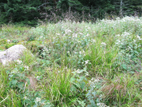 GRSM Accuracy Assessment. Plot Code: GRSM_AA_0781_4