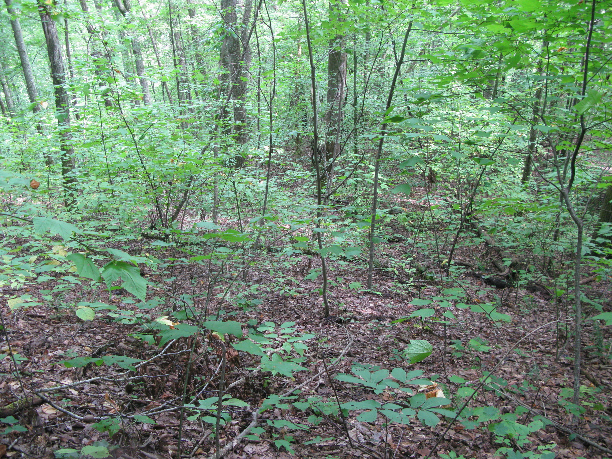 GRSM Accuracy Assessment. Plot Code: GRSM_AA_0426_2