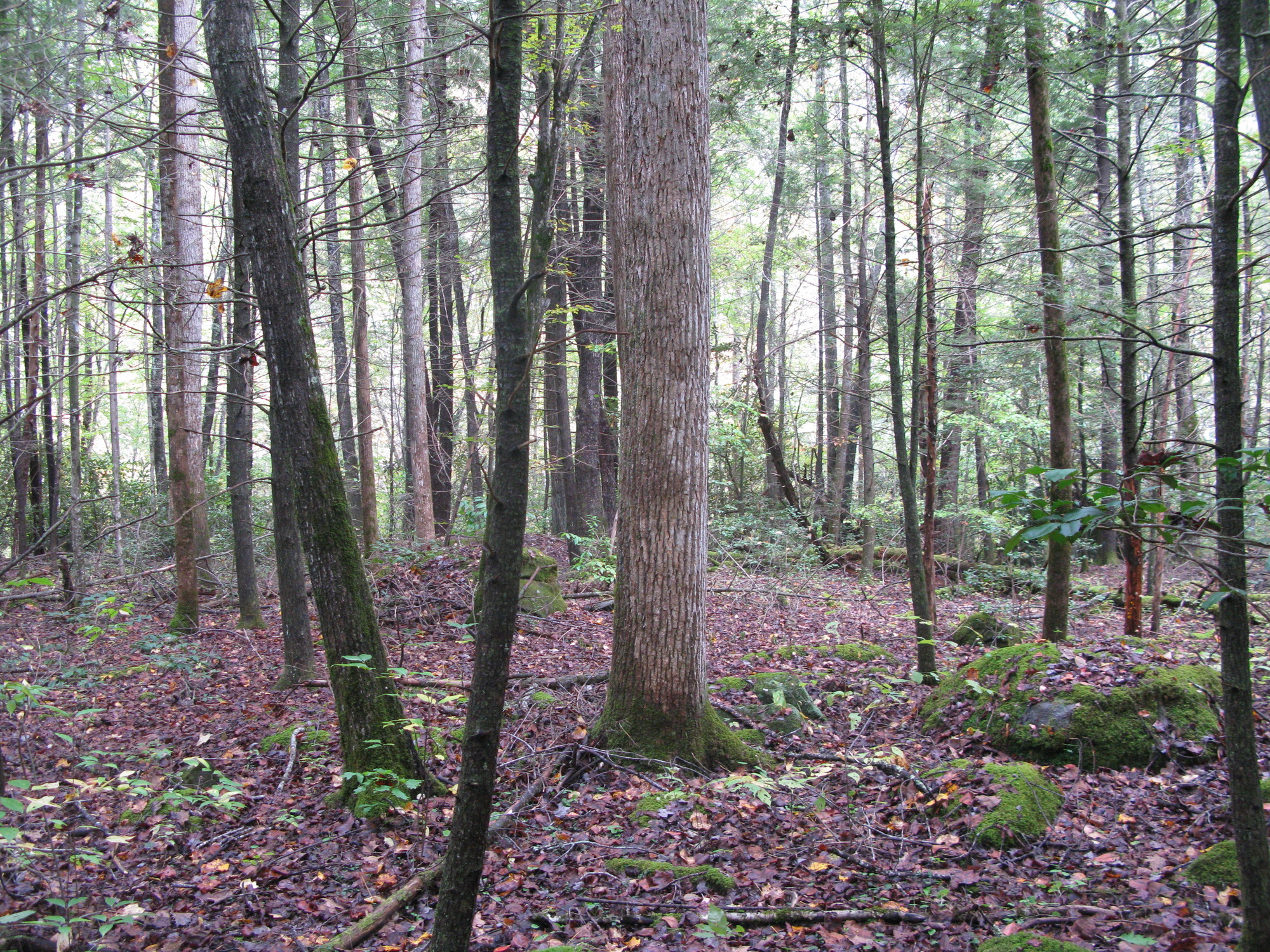 GRSM Accuracy Assessment. Plot Code: GRSM_AA_0202_3