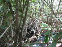 GRSM Accuracy Assessment. Plot Code: GRSM_AA_0313_2