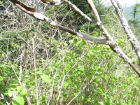 GRSM Accuracy Assessment. Plot Code: GRSM_AA_0881_2