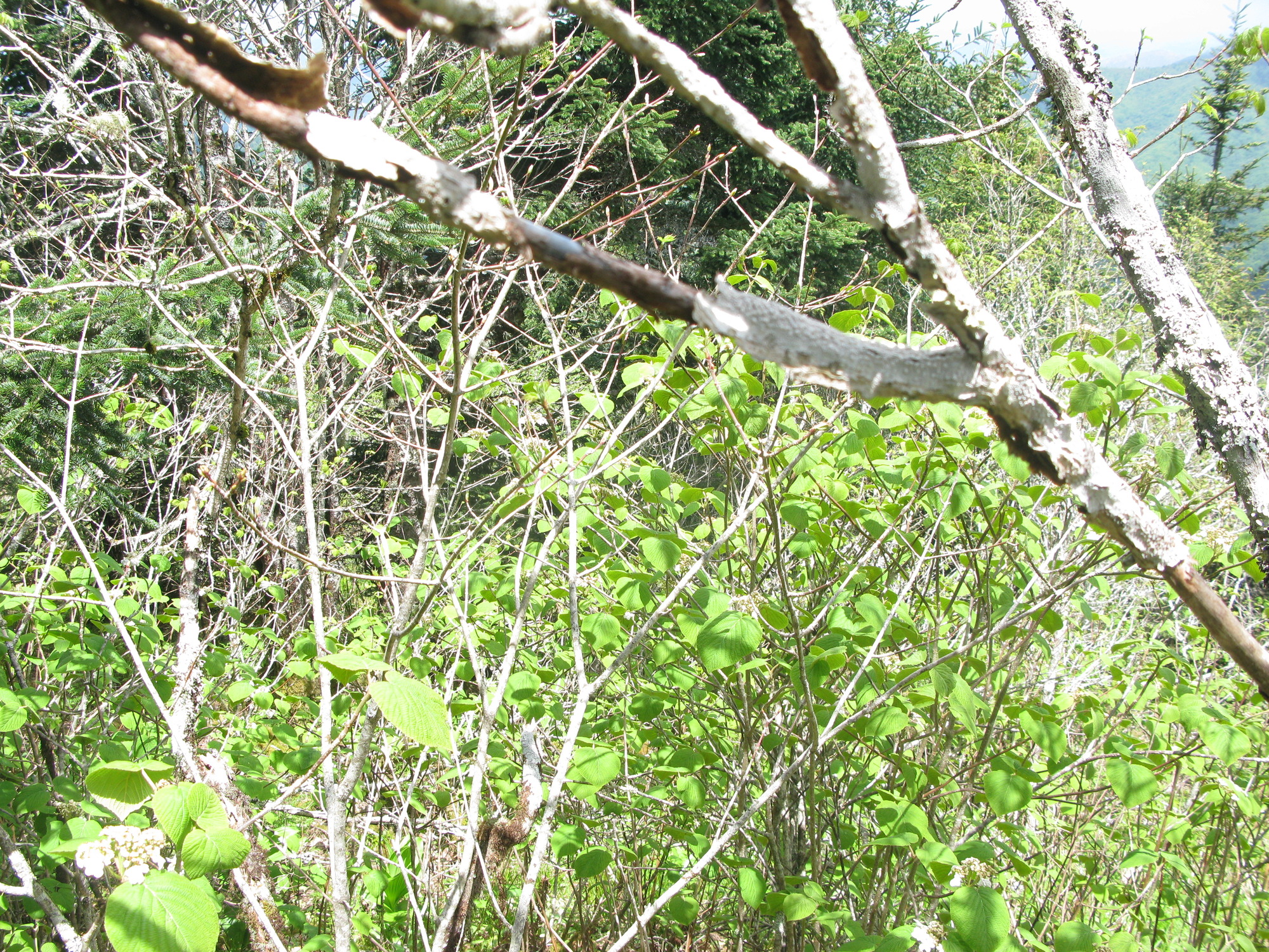 GRSM Accuracy Assessment. Plot Code: GRSM_AA_0881_2