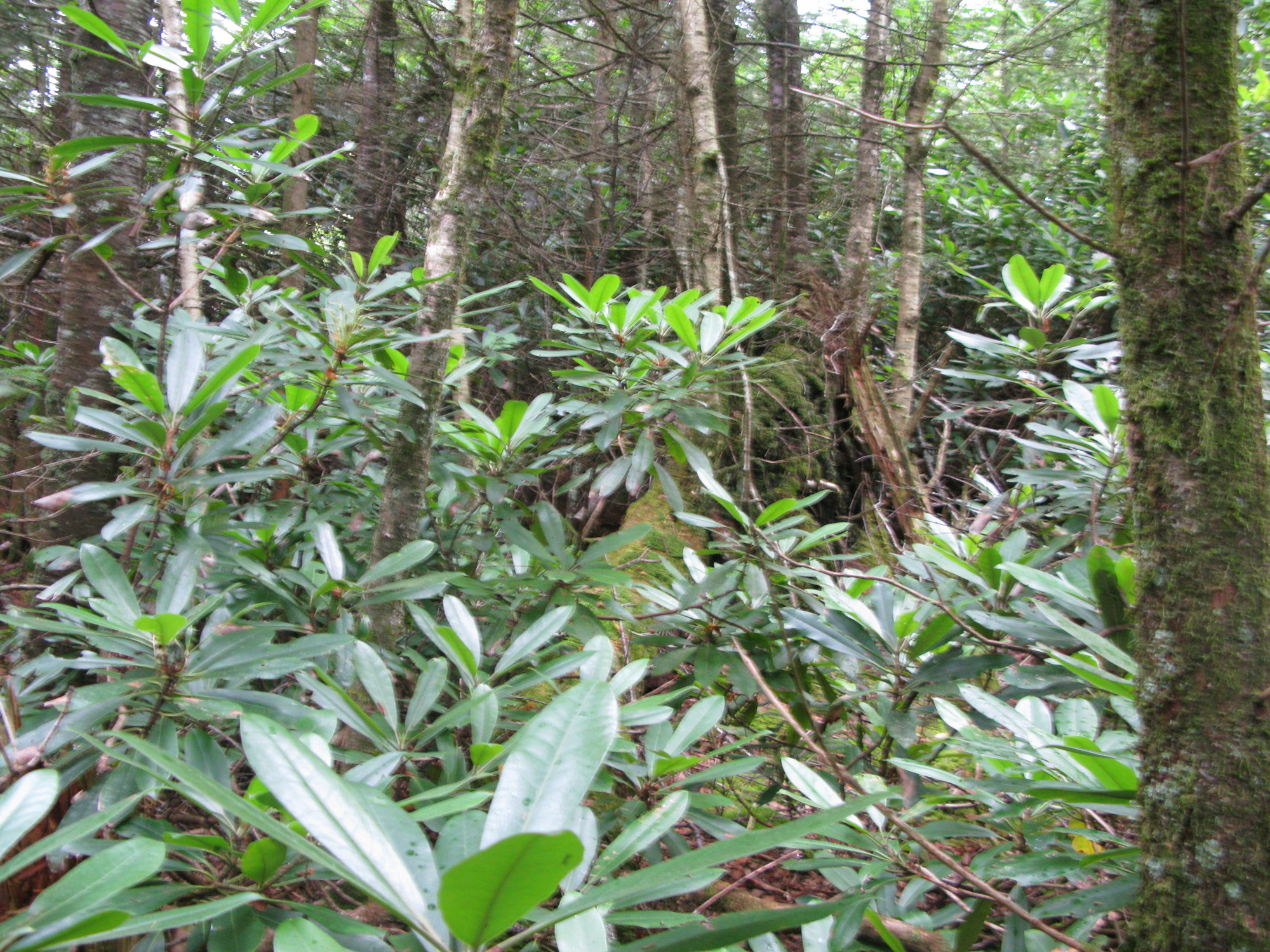 GRSM Accuracy Assessment. Plot Code: GRSM_AA_0043_3