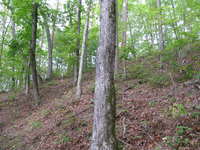 GRSM Accuracy Assessment. Plot Code: GRSM_AA_0328_5