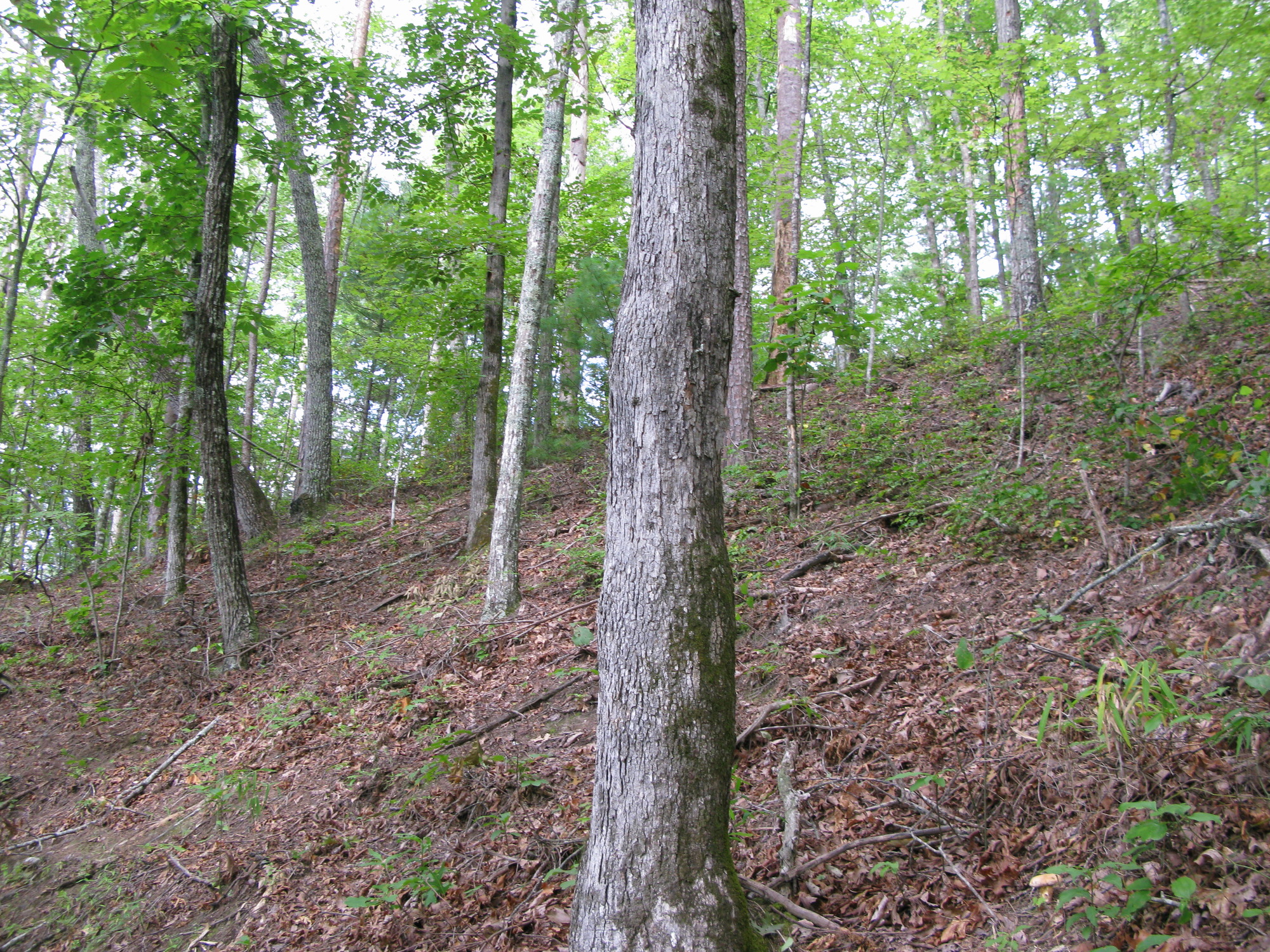 GRSM Accuracy Assessment. Plot Code: GRSM_AA_0328_5