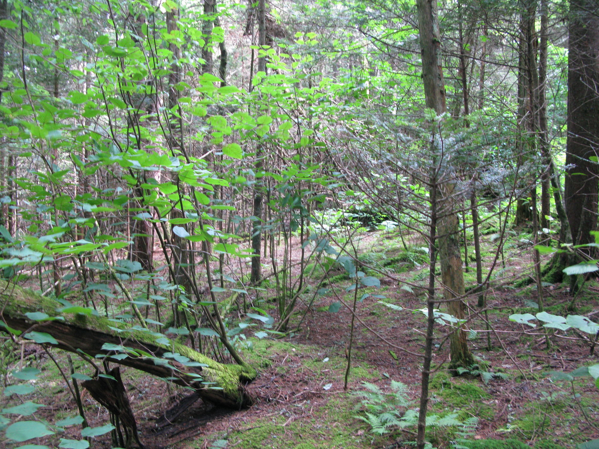 GRSM Accuracy Assessment. Plot Code: GRSM_AA_0827_2