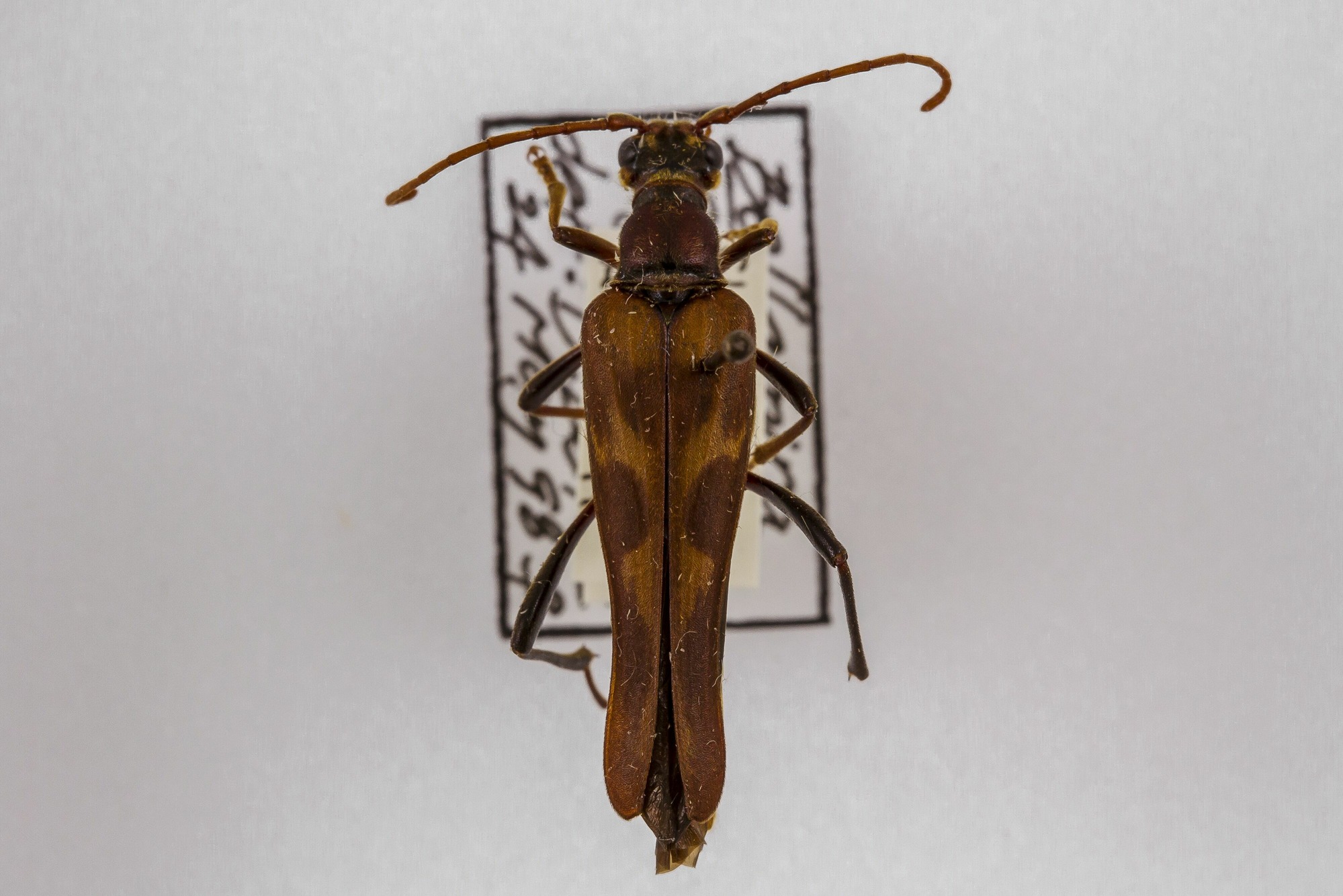 Image of Bellamira scalaris, a species of Insect
