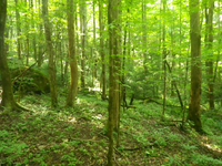 GRSM Accuracy Assessment. Plot Code: GRSM_AA_0570_5