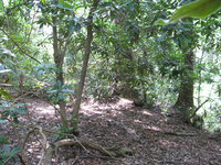 GRSM Accuracy Assessment. Plot Code: GRSM_AA_0272_5