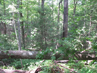 GRSM Accuracy Assessment. Plot Code: GRSM_AA_0456_6