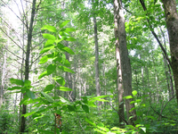 GRSM Accuracy Assessment. Plot Code: GRSM_AA_0652_3