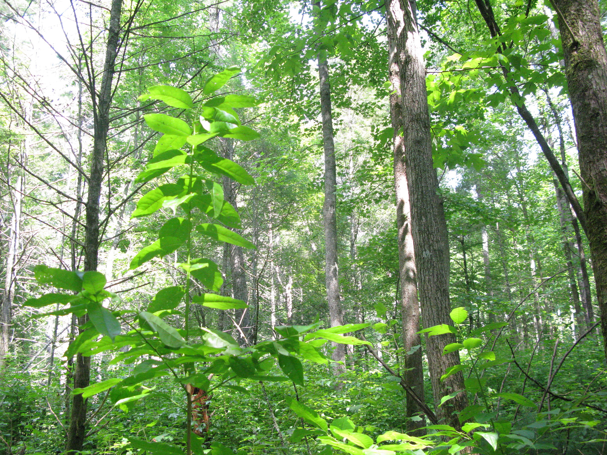 GRSM Accuracy Assessment. Plot Code: GRSM_AA_0652_3