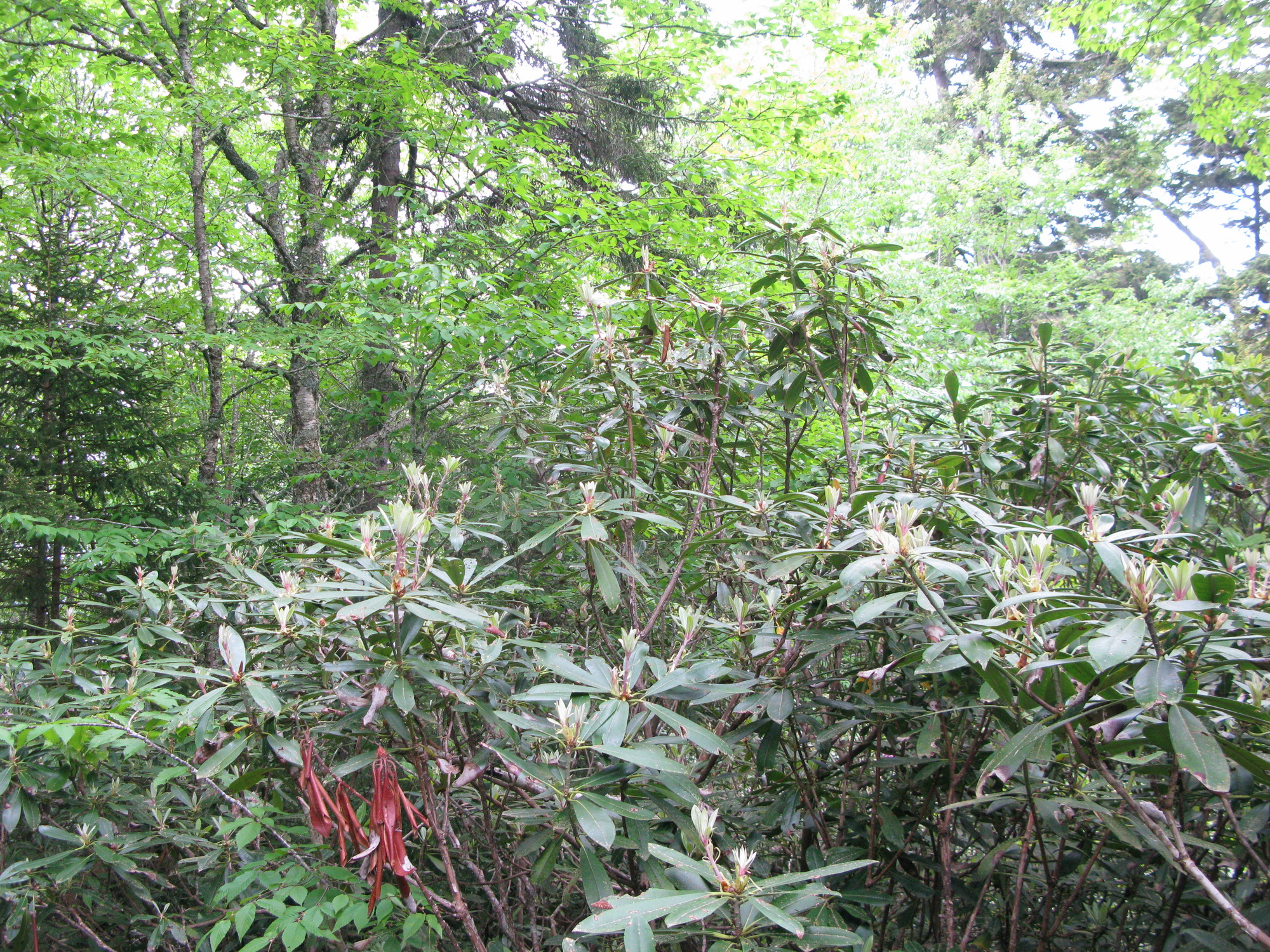 GRSM Accuracy Assessment. Plot Code: GRSM_AA_0834_2